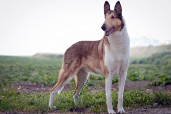 Картинка животные собаки фон поле собака