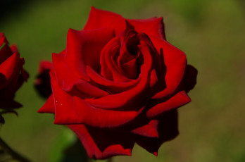 Картинка цветы розы красный