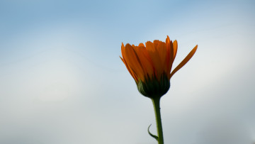 Картинка цветы календула цветок