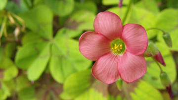 Картинка цветы листья лепестки