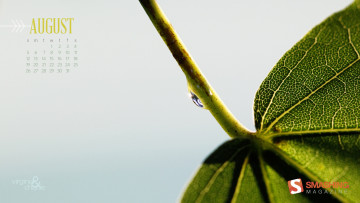 Картинка календари природа листок капля