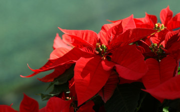 Картинка цветы пуансеттия красный