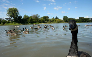 Картинка животные гуси