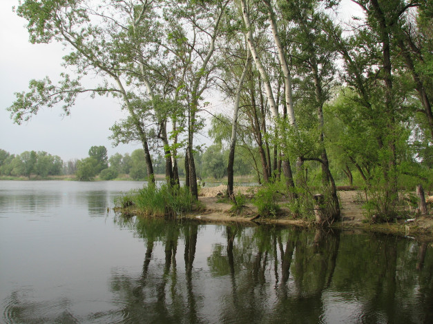 Обои картинки фото природа, побережье, березы, берег, весна