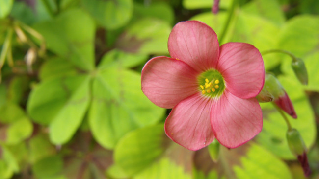 Обои картинки фото цветы, листья, лепестки