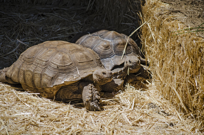 Обои картинки фото животные, Черепахи, черепахи