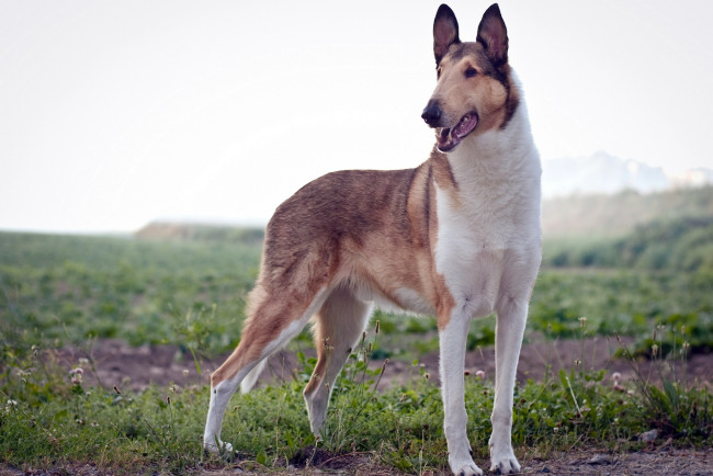 Обои картинки фото животные, собаки, фон, поле, собака