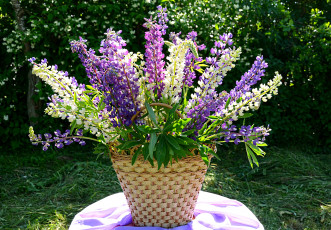 Картинка цветы люпин корзина букет