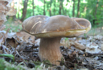 Картинка природа грибы трава листья