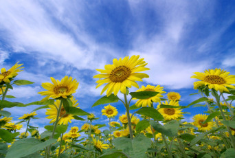 Картинка цветы подсолнухи небо солнышка