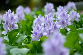 Картинка цветы гиацинты эйхорния отличная водяной гиацинт