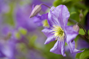 Картинка цветы клематис ломонос макро