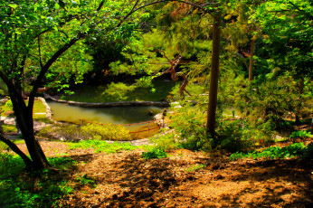 Картинка botanical garden san marino california природа парк деревья кусты трава