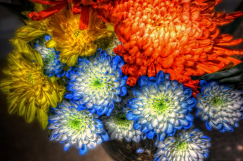 Картинка цветы хризантемы разноцветный