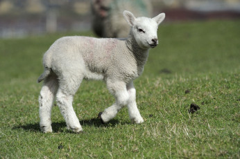 Картинка животные овцы бараны ягненок
