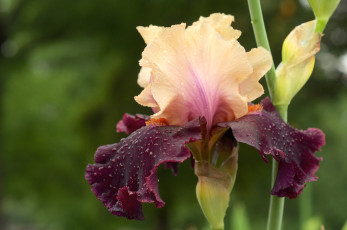 Картинка цветы ирисы макро