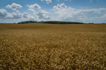 Картинка kl& 229 gerup sweden природа поля швеция пшеница колосья klagerup