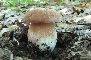 Картинка природа грибы трава листья