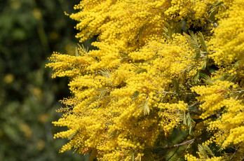 Картинка цветы мимоза желтый ветки