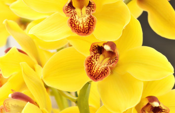 Картинка цветы орхидеи желтый