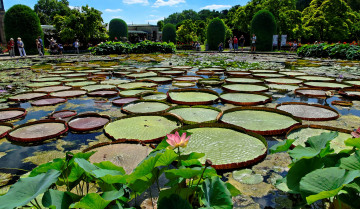 Картинка природа парк пруд деревья водная растительность цветы