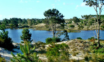 Картинка природа реки озера река лес деревья кустарник трава