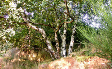 Картинка природа деревья пригорок березы кусты трава