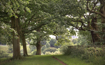 Картинка природа деревья тропинка