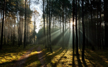 Картинка природа лес деревья дорога лучи