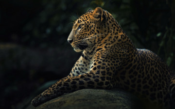 Картинка животные леопарды leopard