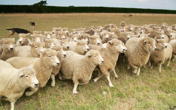 Картинка животные овцы бараны