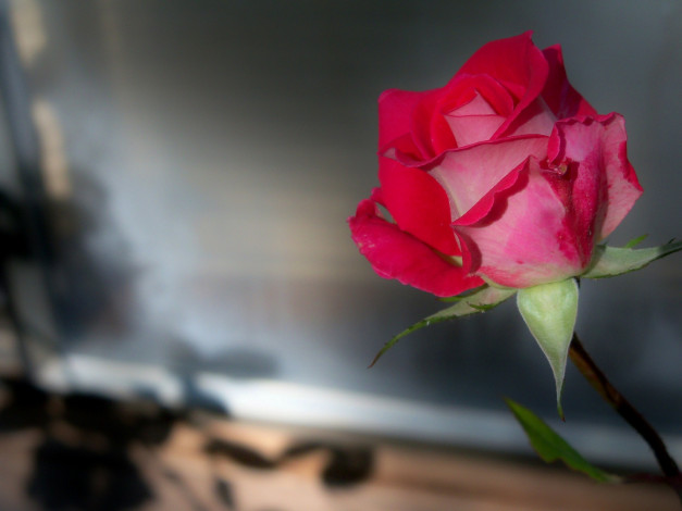 Обои картинки фото цветы, розы, бутон