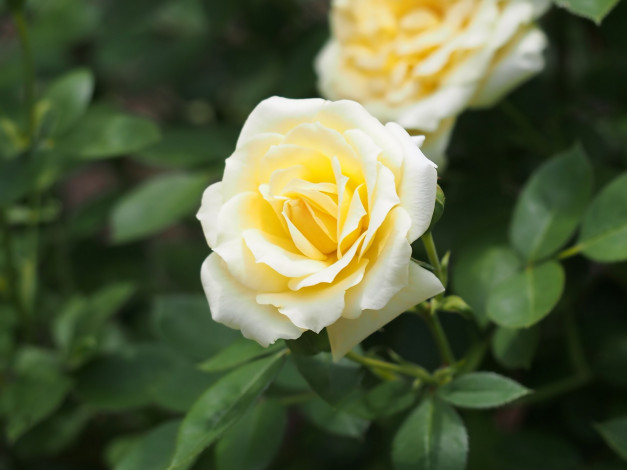 Обои картинки фото цветы, розы, бутон