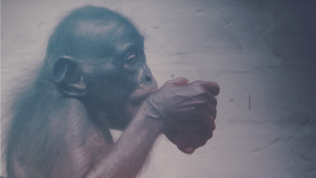 Обои картинки фото животные, обезьяны, обезьяна