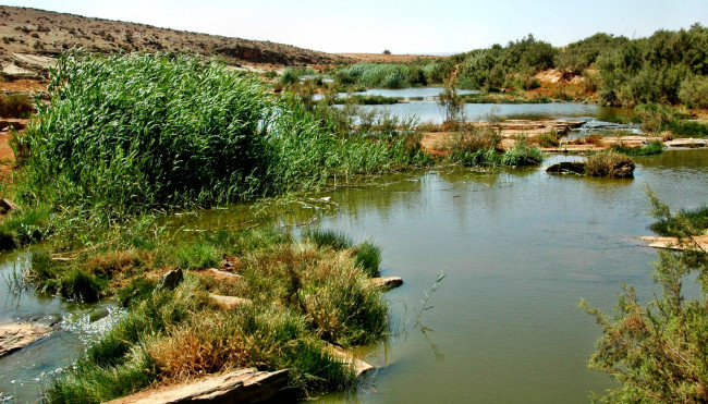 Обои картинки фото природа, реки, озера, трава, осока, кусты, речка