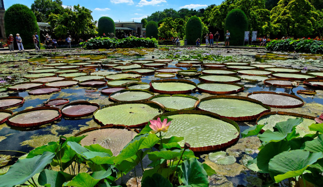 Обои картинки фото природа, парк, пруд, деревья, водная, растительность, цветы