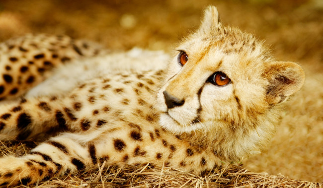 Обои картинки фото животные, гепарды, хищник, дикая, кошка