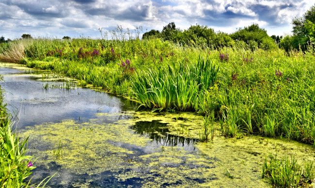 Обои картинки фото природа, реки, озера, лето, река, лес, берег, трава, ряска