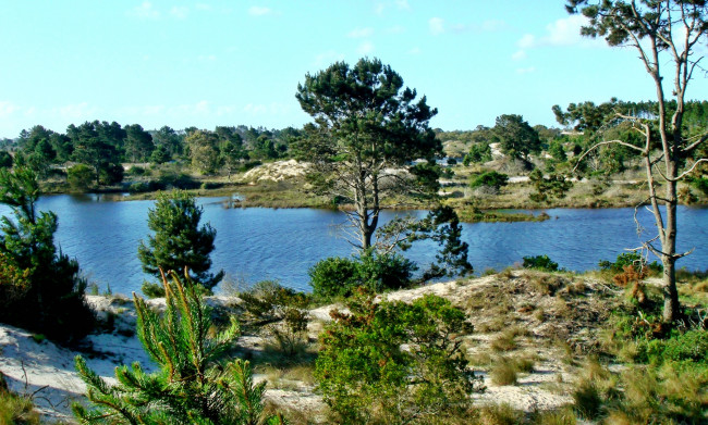 Обои картинки фото природа, реки, озера, река, лес, деревья, кустарник, трава