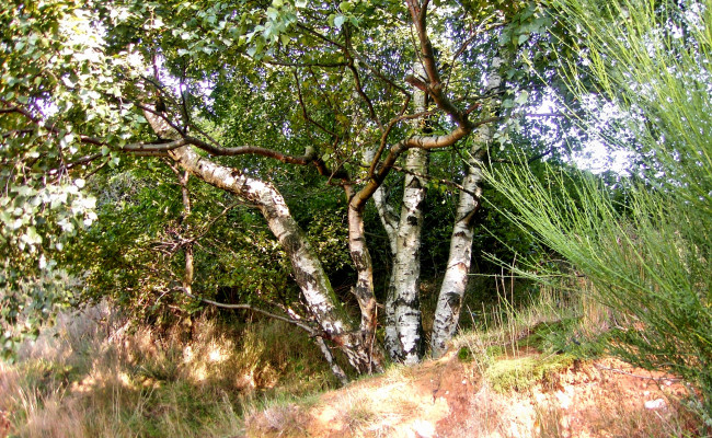 Обои картинки фото природа, деревья, пригорок, березы, кусты, трава