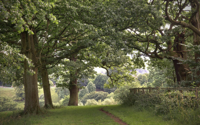 Обои картинки фото природа, деревья, тропинка