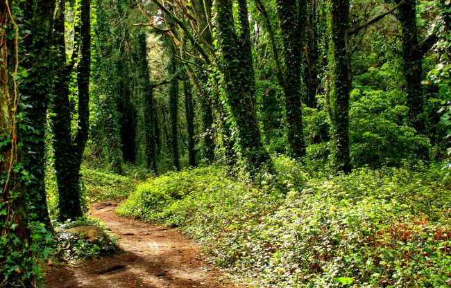 Обои картинки фото природа, лес, плющ, тропинка, стволы