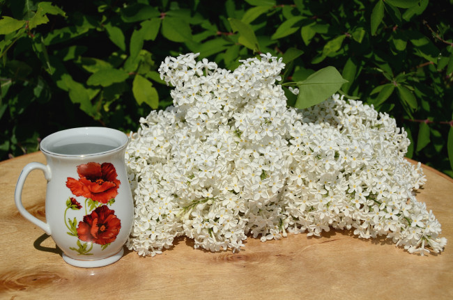 Обои картинки фото цветы, сирень, чашка, белый
