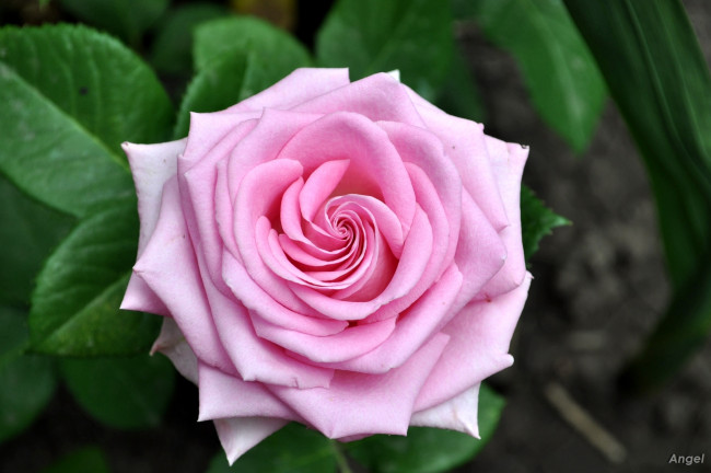 Обои картинки фото цветы, розы, розовый