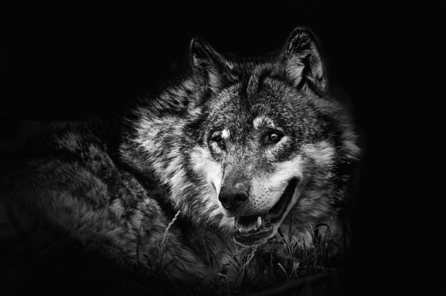 Обои картинки фото животные, волки, хищник