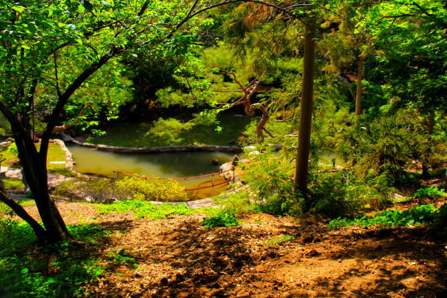 Обои картинки фото botanical, garden, san, marino, california, природа, парк, деревья, кусты, трава