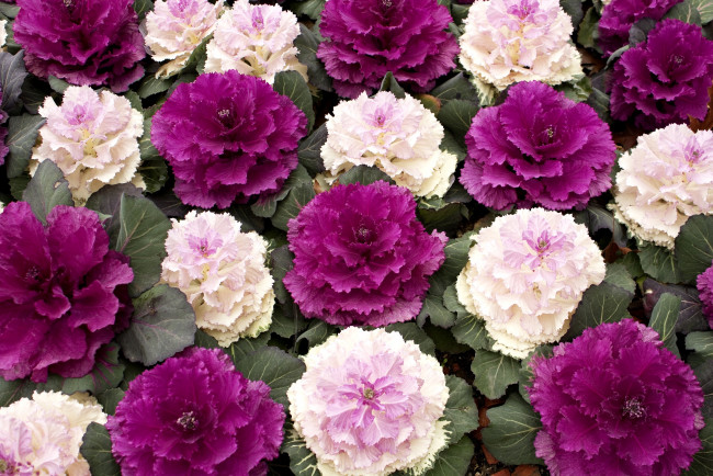 Обои картинки фото цветы, декоративная, капуста