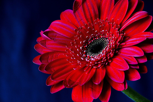 Обои картинки фото цветы, герберы, макро, красный