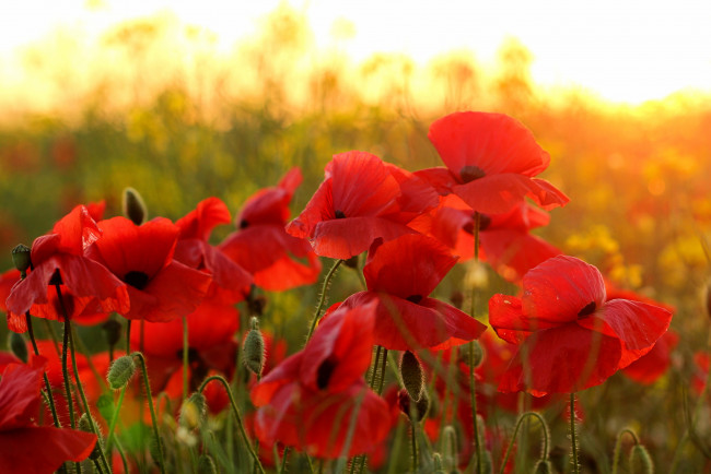 Обои картинки фото цветы, маки, красный