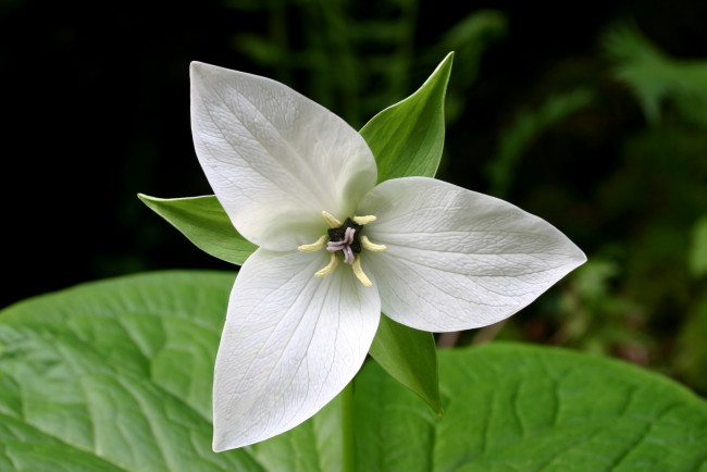 Обои картинки фото цветы, триллиумы, трилистник